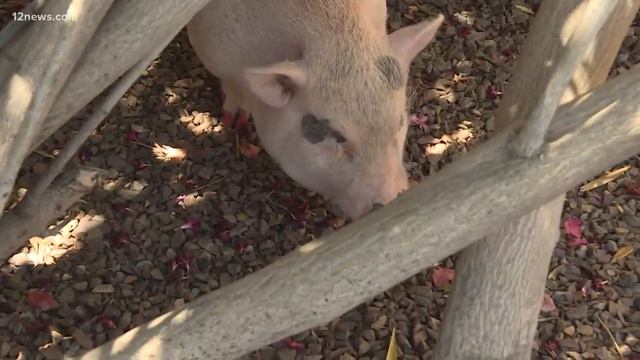 Pit bull and pig duo looking for a new home in the Valley смотреть онлайн