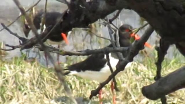 Кулик сорока, Н. Снарская смотреть онлайн