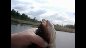 Язь - рыба моей мечты ! (8K)