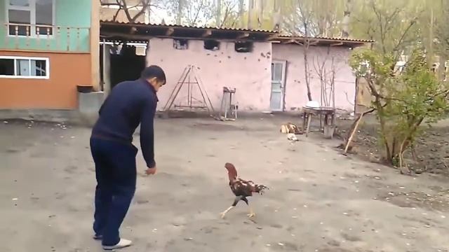 ПЕТУХ ПРОТИВ СВОЕГО ХОЗЯИНА. ДАКАН ХУРОЗНИ ИТИ