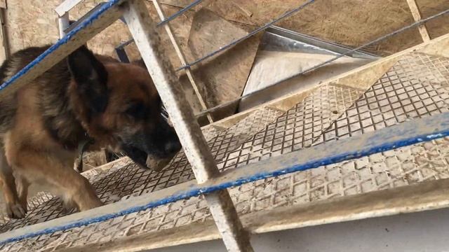 Дом для собак Лены Березиной • Lena Berezina's Home for Dogs • ლენა ბერეზინას ძაღლების სახლი смотреть онлайн
