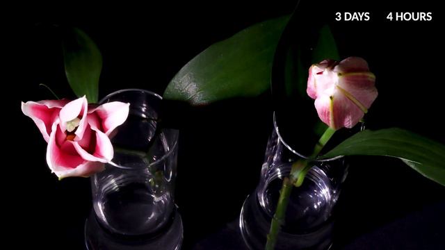 WARM or COLD water? - Oriental Lily 2 week time-lapse experiment - Flower bloom and wither смотреть онлайн
