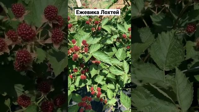 Самые урожайные сорта ежевики ежевика без шипов смотреть онлайн