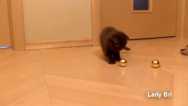 ШОКОЛАДНЫЕ ВИСЛОУХИЕ КОТЯТА ИЗ ПИТОМНИКА LADY BRI www.LadyBri.ru смотреть онлайн