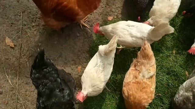 Можно ли КОРМИТЬ КУР ТРАВОЙ С ГАЗОНА(газонной травой) стриженную газонокосилкой. Будут ли есть? смотреть онлайн