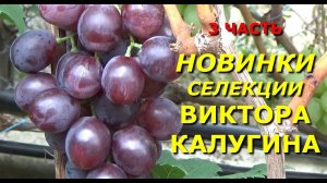 Сигнальное плодоношение новых гибридных форм винограда селекции В. Калугина. 3 ЧАСТЬ