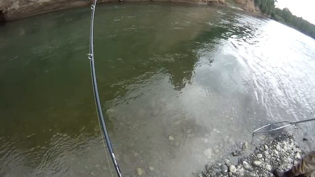 49 lb King Salmon my father caught and is an awesome memory to have with him. смотреть онлайн