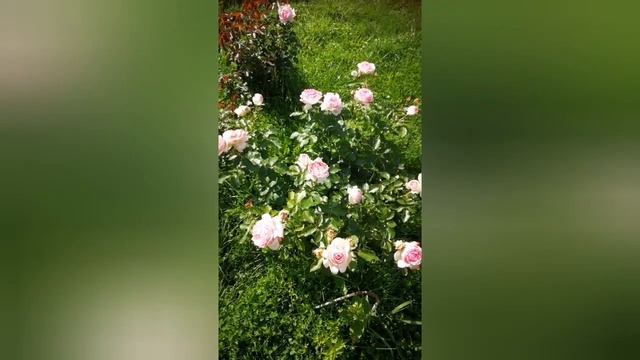 Пьер де Ронсар-роза мечты! смотреть онлайн