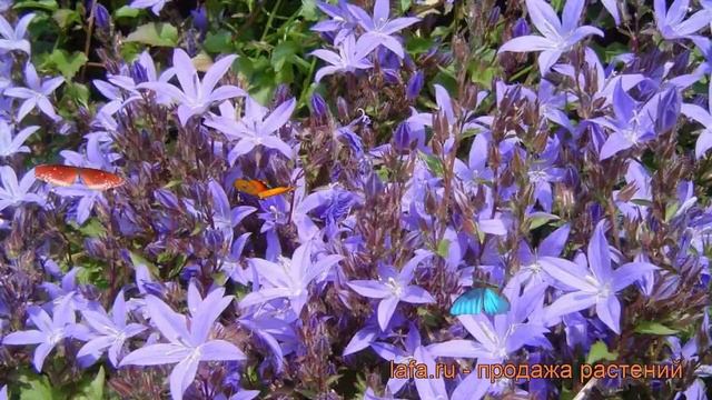 Колокольчик пожарского Стелла (campanula stella) ? обзор: как сажать, рассада колокольчика Стелла смотреть онлайн