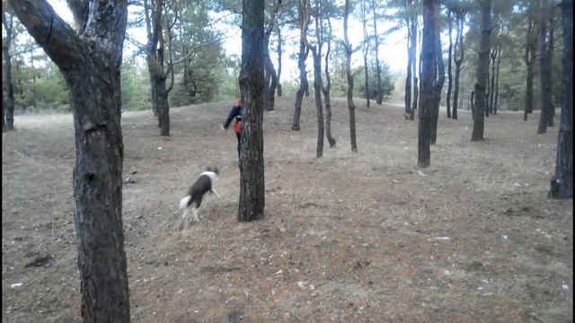 Border collie Hikaru Hamyfa (Krueger) смотреть онлайн