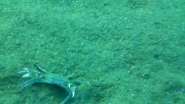 Песчаный  краб маскируется.