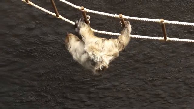 Смешной ленивец!