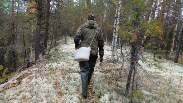 В этой реке куча хариуса,пешие прогулки с подписчиком,по ручью и реке смотреть онлайн