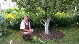 Как и чем удобрять плодовые деревья. Удобряем груши и яблони. 0+