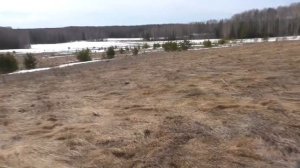 Дмитрий Мусихин: Коп ранней весной.