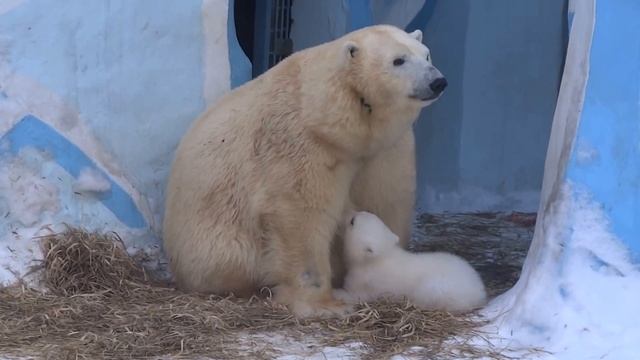 Герда кормит малышку. 19.03.2016 смотреть онлайн