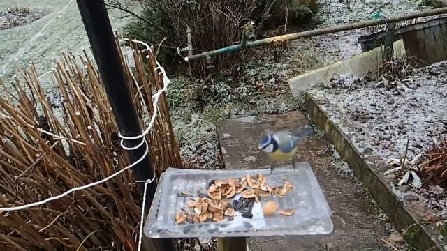 Птицы. Кормлю синиц грецкими орехами. смотреть онлайн