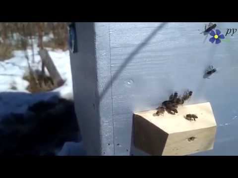 Неправильные пчелы смотреть онлайн