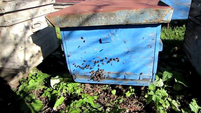 ОЧИСТИТЕЛЬНЫЙ ОБЛЁТ ПЧЁЛ ОСЕНЬЮ ПЕРЕД ЗИМОВКОЙ, ПЧЁЛЫ В ЗИМУ!!!??? смотреть онлайн