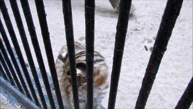 Дальневосточные котята.27.09.19 г. смотреть онлайн