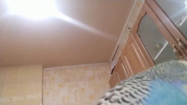 Говорящий попугай Кеша. Ну и болтун! смотреть онлайн