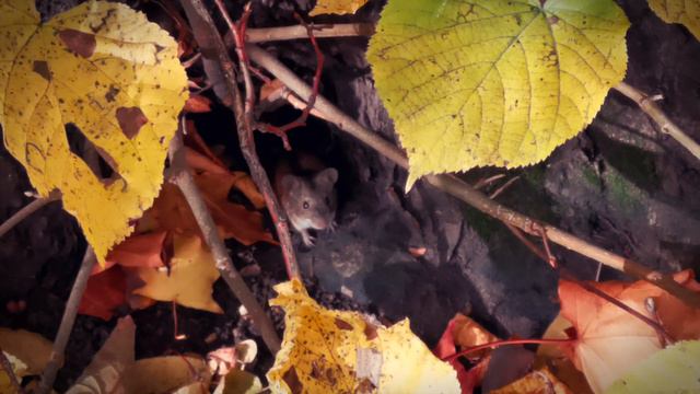 Маленькие обитатели Елагина острова смотреть онлайн