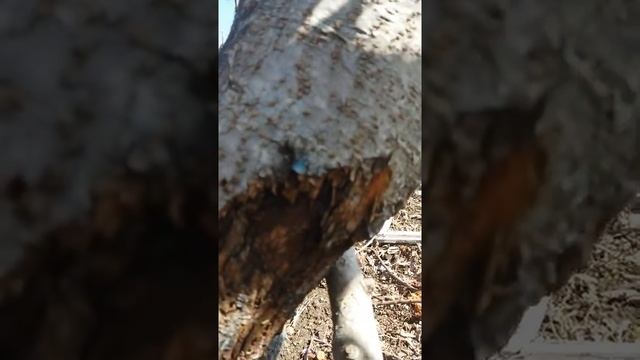 Яблоня повреждение коры смотреть онлайн