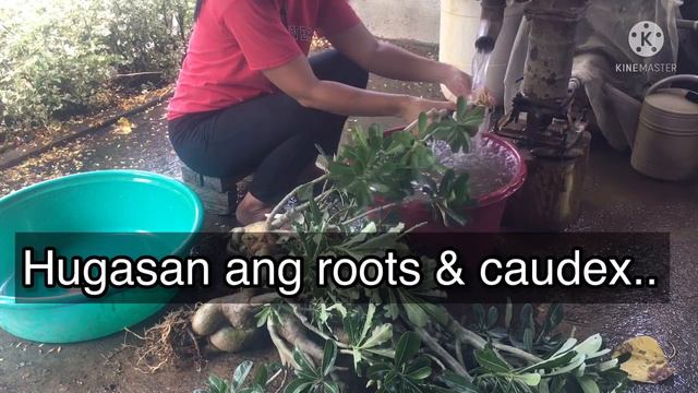 Preparing my adeniums for rainy season.. gawing iamready ang inyong adenium ngayong tag ulan.. смотреть онлайн