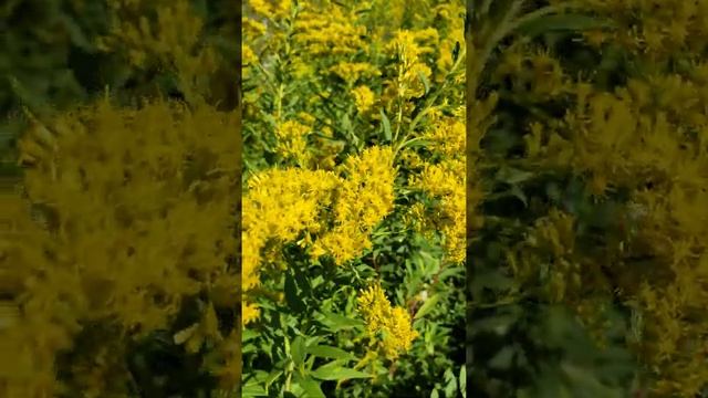 Goldenrod, Solidago Canadensis