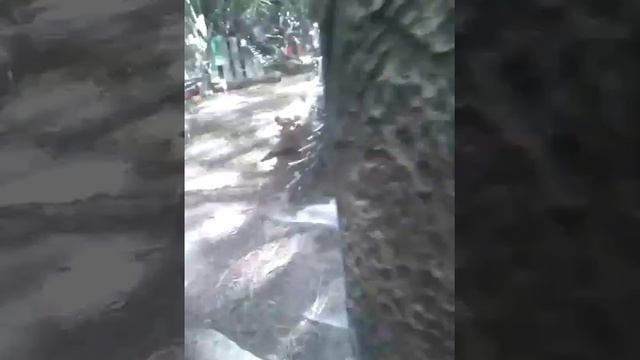 Белка в зоопарке бегала смотреть онлайн