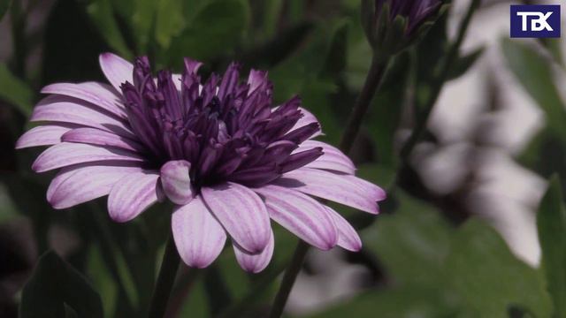 Дворики микрорайона Кузнечики Армейский проезд 9 смотреть онлайн