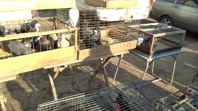 Рынок Соловки (Голуби).Solovki Market (Pigeons).