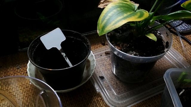 Между делом | Новый горшок для эхинодоруса смотреть онлайн