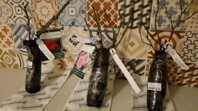 Вторая посылка с саженцами роз Остина от "Гаршинки" , ??? #саженцы #розынаюге #розыдэвидаостина смотреть онлайн