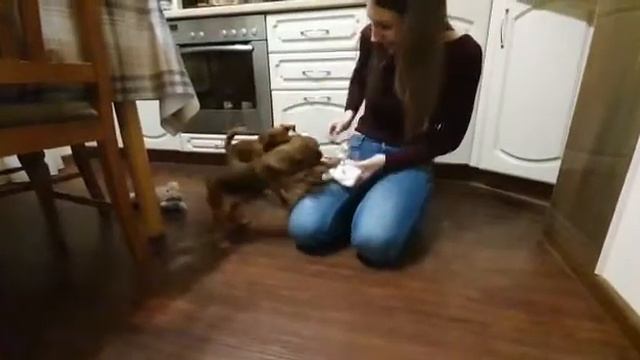 Чанки и Братик из Атаки Гриффонов