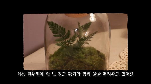비오는 날 만드는 테라리움과 첫 식물 분갈이?ㅣ 자취 브이로그 ㅣ 플랜테리어 Vlog