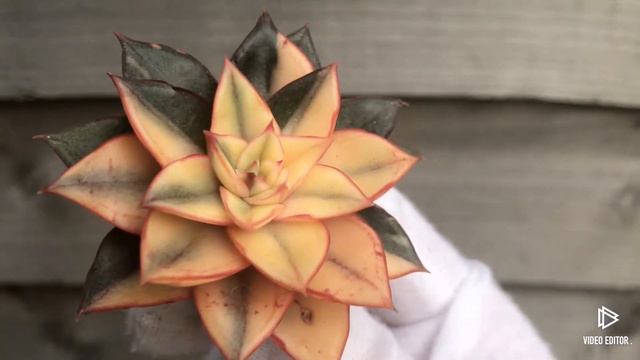 Echeveria Monocerotis Variegated смотреть онлайн