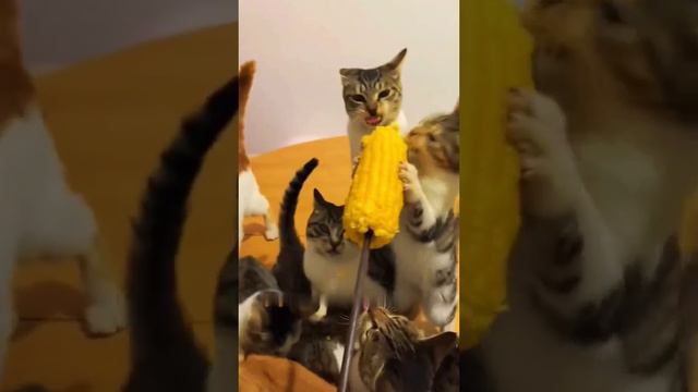 Кукуруза смотреть онлайн