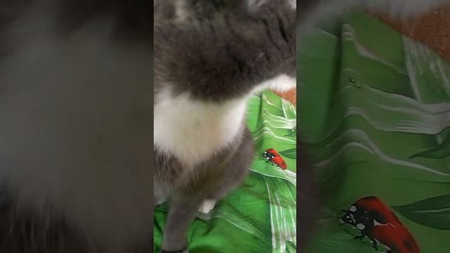 Что делать моя кошка на кухне плачет мяукает?! смотреть онлайн