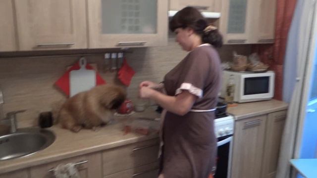 Прожорливый пекинес Дендик кушает сосиски на столе на кухне смотреть онлайн