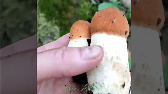 Подосиновиковое счастье . смотреть онлайн