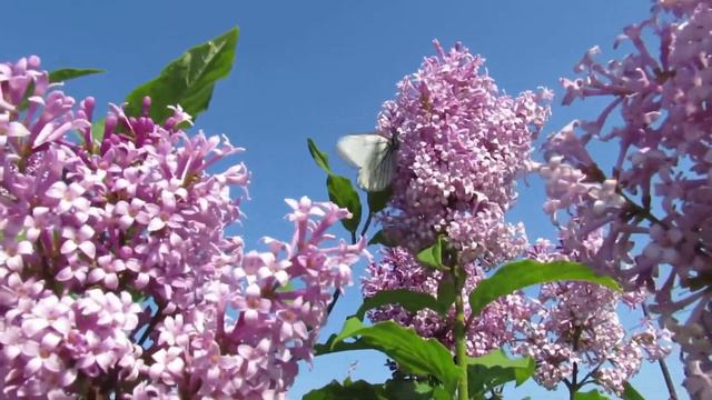 relaxation music. wildflowers . nature miracle. релакс музыка. полевые цветы . чудо природы смотреть онлайн