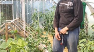 Сильнейший препарат от фитофторы томатов и как его применять