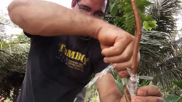 JABUTICABEIRA PRODUZ COM 4 MÊSES #CultivodePlantas смотреть онлайн