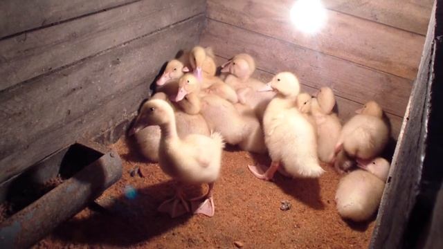 МОИ УТКИ СТАРТ 53 УЖЕ 11 ДЕНЬ смотреть онлайн