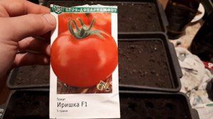 обзор и посадка томатов сорт - Иришка F1.