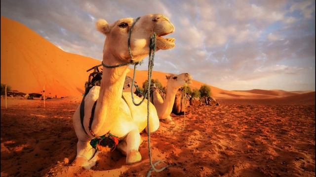 Арабская музыка | Arabic music | без авторских прав | смотреть онлайн