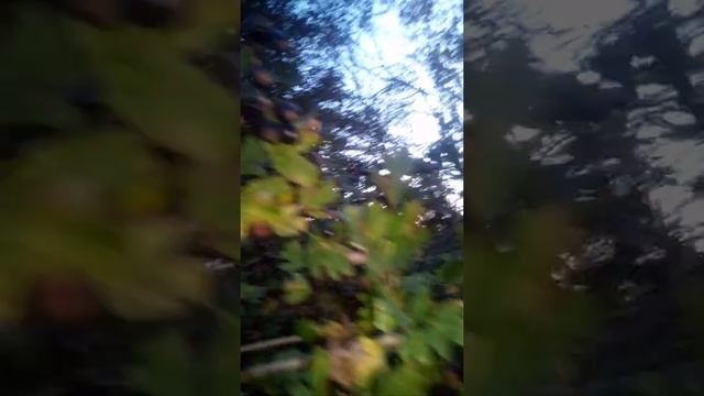 Боярышник Чёрный смотреть онлайн