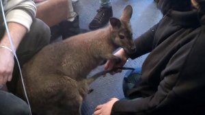 Кенгуренок прыгает в сумку к маме