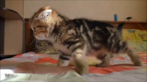 КОТ и КАМЕРА, котёнок испугался